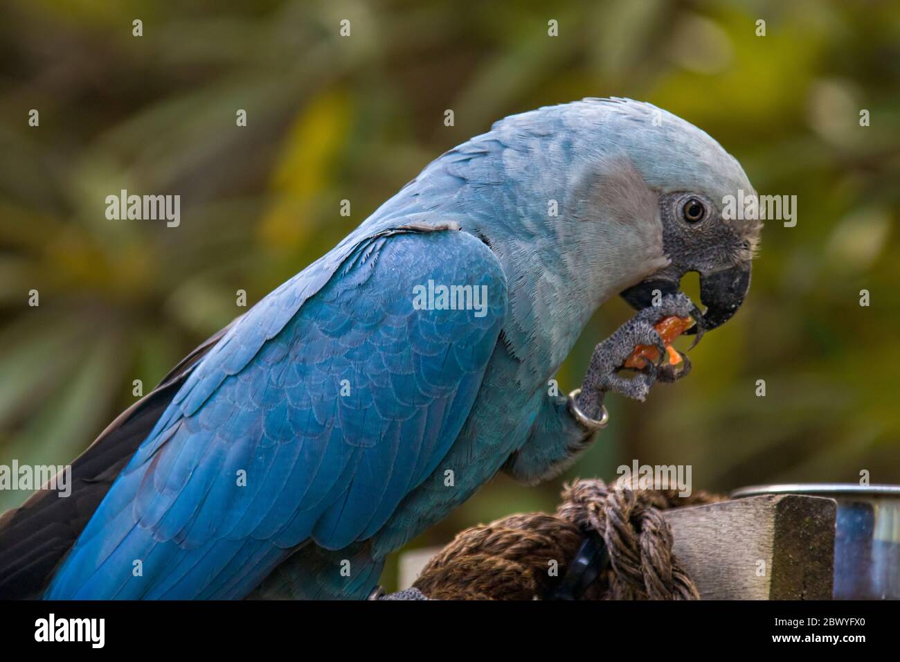 The Spix's macaw is a macaw native to Brazil. The bird is a medium-size parrot. The IUCN regard the Spix's macaw as probably extinct in the wild. Stock Photo