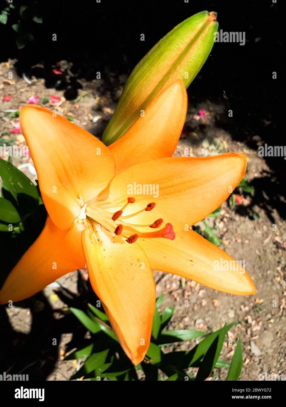 Flowers of yellow lilies on the flowerbed. lily blossoms Stock Photo
