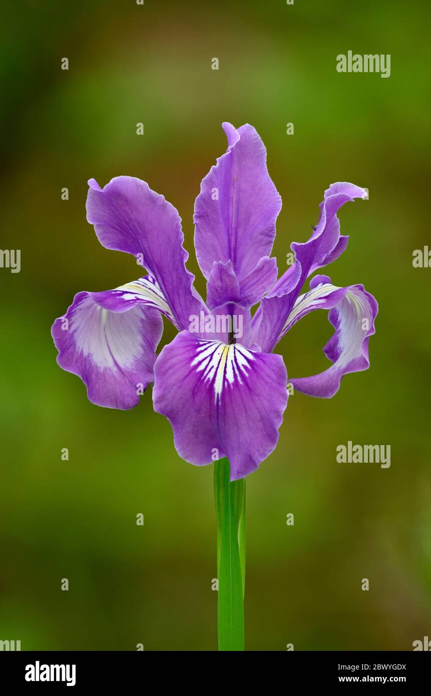 Oregon Iris, AKA Toughleaf Iris (Iris tenax); Ridgeline Trail, Hult City Park, Eugene, Oregon, USA. Stock Photo