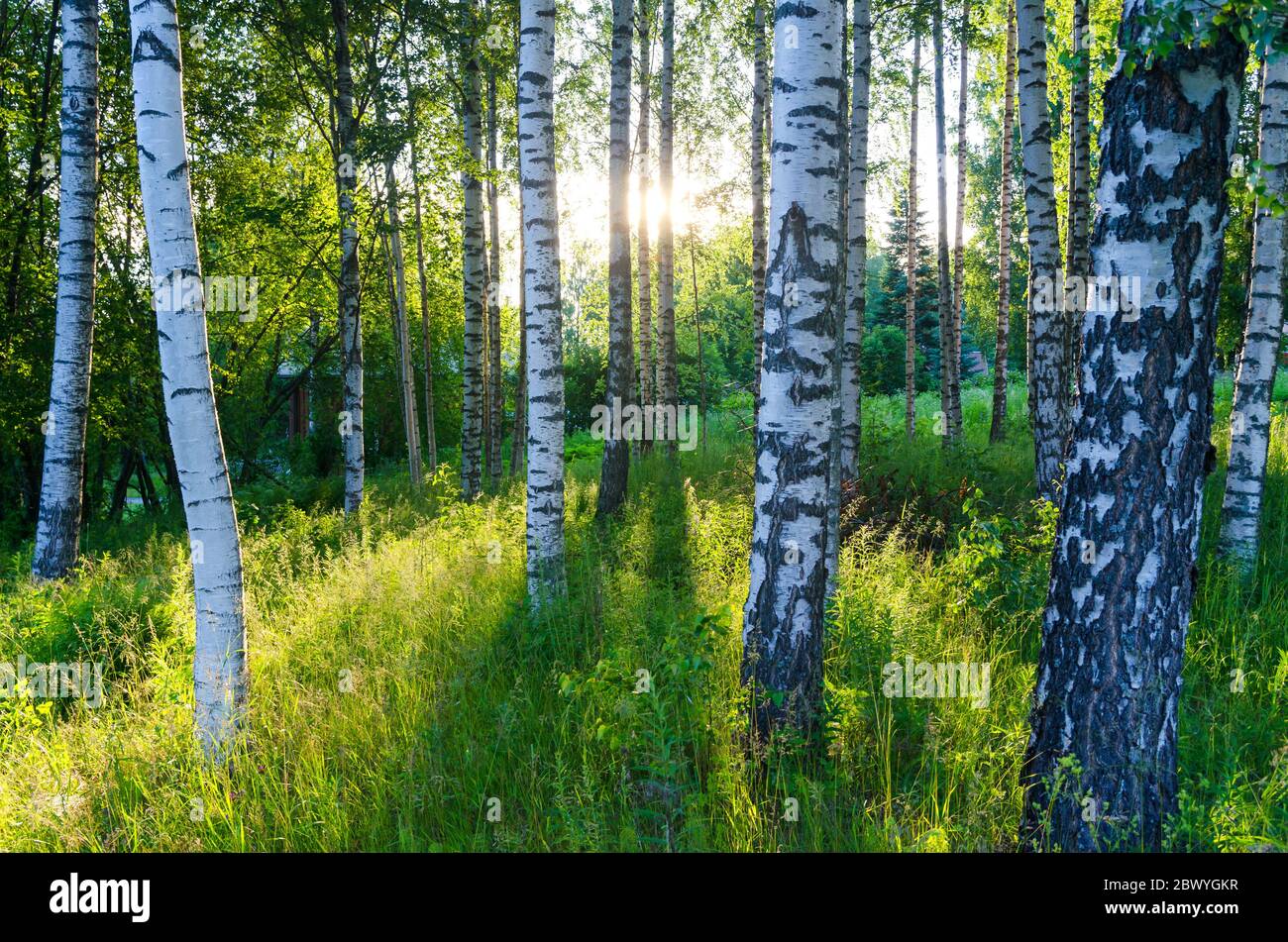 Finnish Birch Forest Stock Photo Alamy