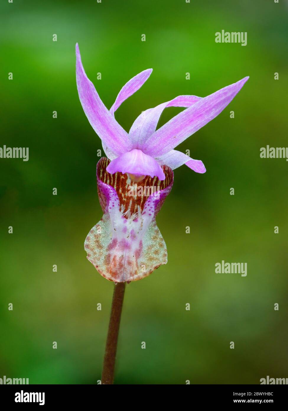Fairy slipper Orchid, AKA Calypso orchid, Deer’s-head orchid (Calyso bulbosa). Stock Photo