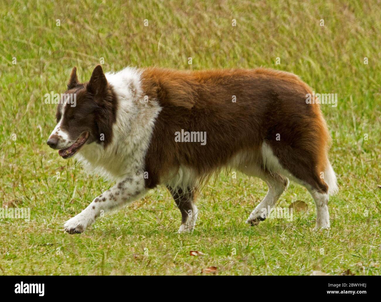 Long haired brown and white border collie working dog / pet with happy expression walking across green grass in Queensland, Australia Stock Photo