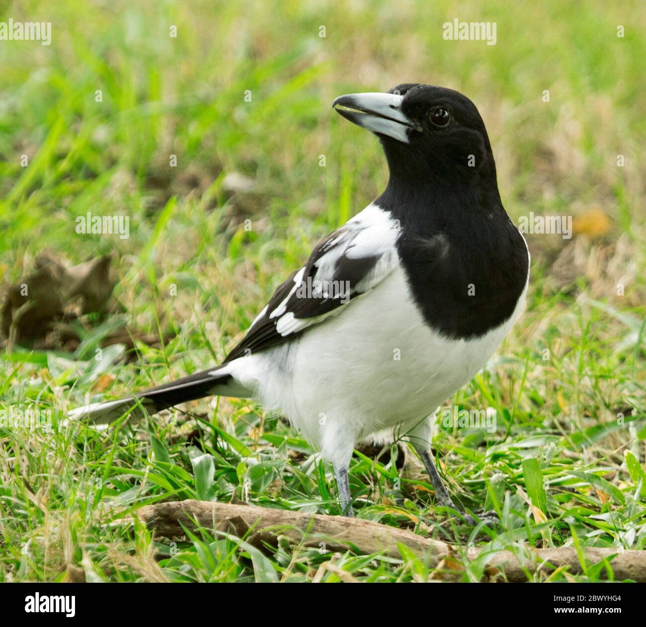 Black and white Pied butcherbird, Cracticus nigrogularis, with bill open and glint in its eye, on lawn in urban area in Australia Stock Photo