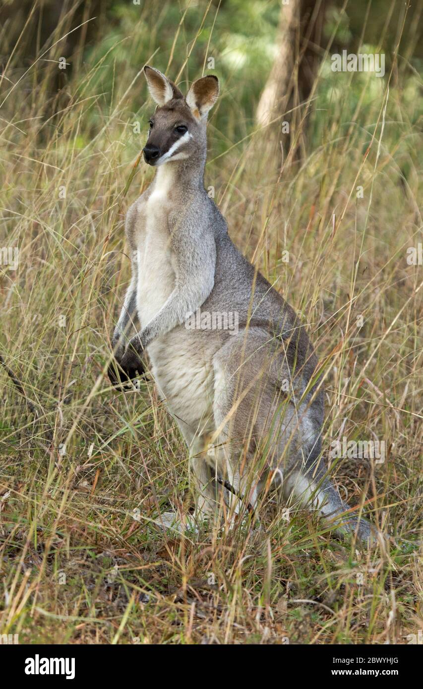 Australian Whip-tailed wallaby, Macropus parryi, in the wild at Cania Gorge National Park, Queensland Stock Photo