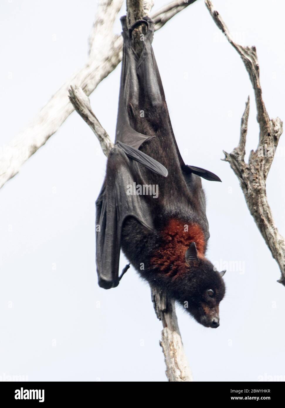 Australian grey-headed flying fox / fruit bat, Pteropus poliocephalus, hanging from branch of tree and against background of light sky Stock Photo