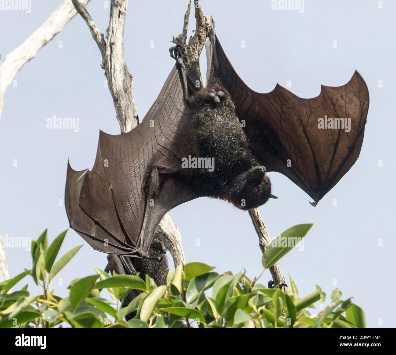 Australian grey-headed flying fox / fruit bat, Pteropus poliocephalus, hanging from branch of tree with wings extended and ready for flight Stock Photo