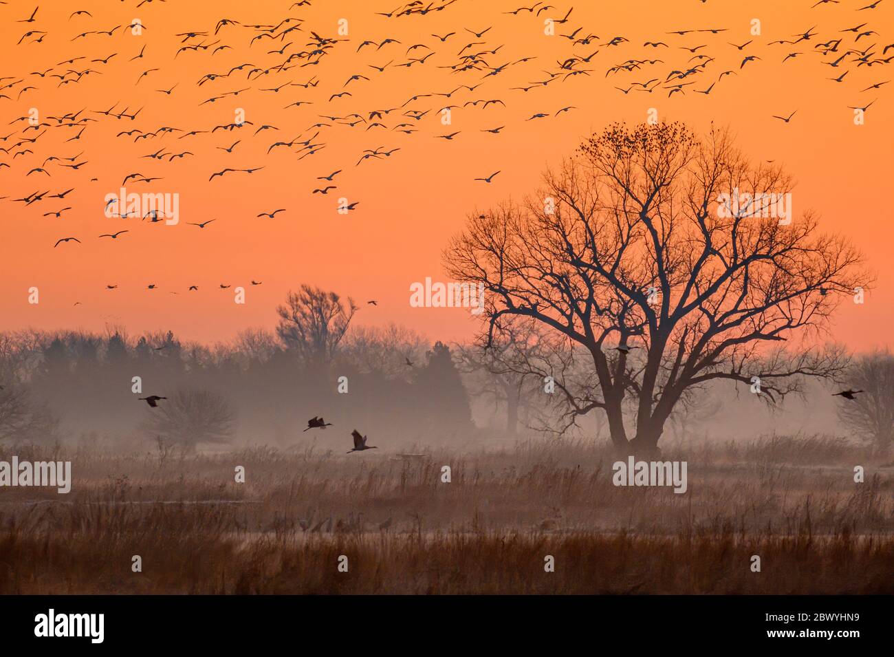 Sandhill Cranes in flight at dawn near the Platte River in Nebraska. Stock Photo