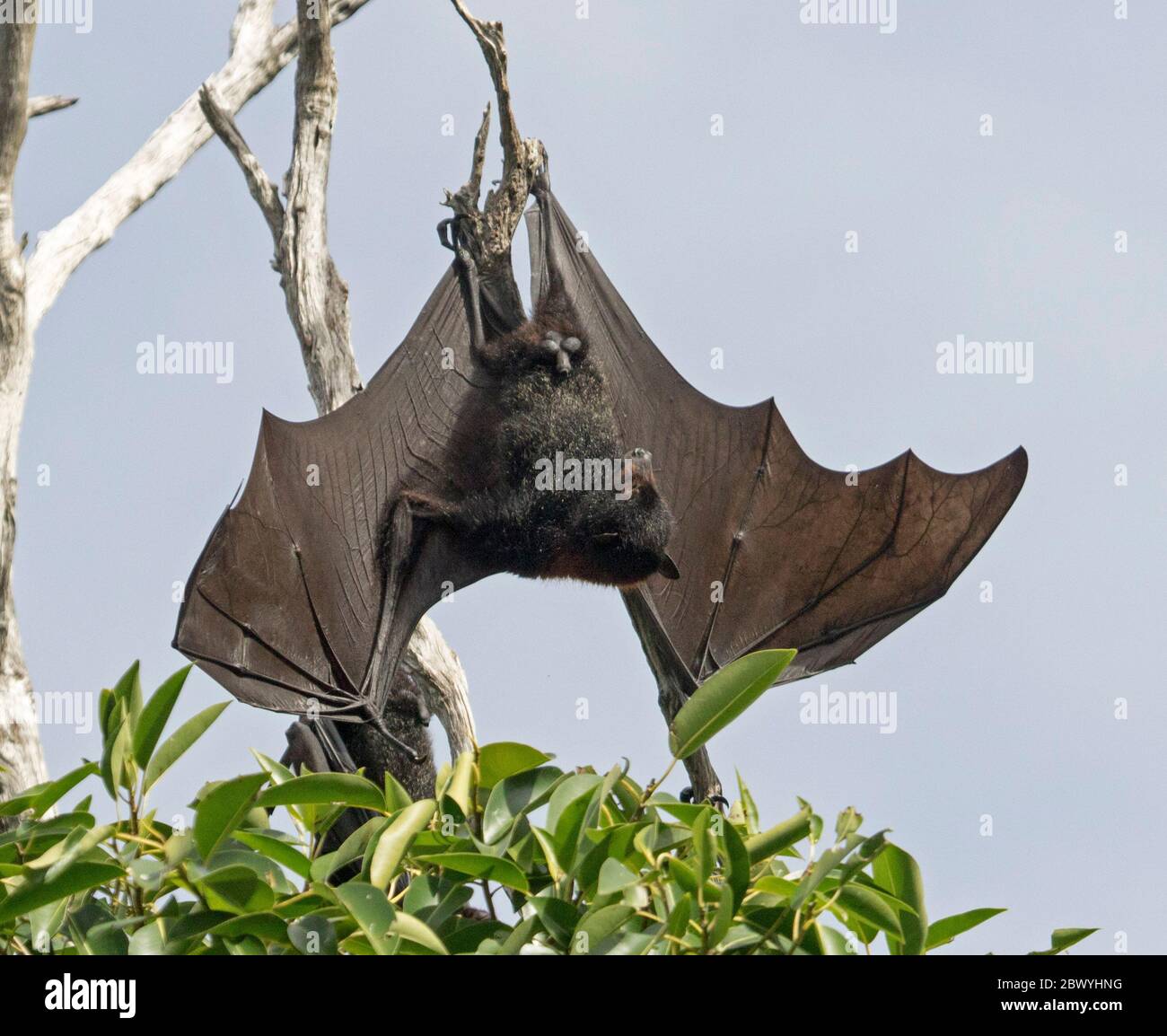 Australian grey-headed flying fox / fruit bat, Pteropus poliocephalus, hanging from branch of tree with wings extended and ready for flight Stock Photo