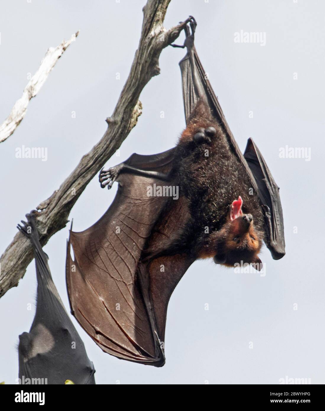 Australian grey-headed flying fox / fruit bat, Pteropus poliocephalus, hanging from branch of tree with wings extended and mouth open Stock Photo