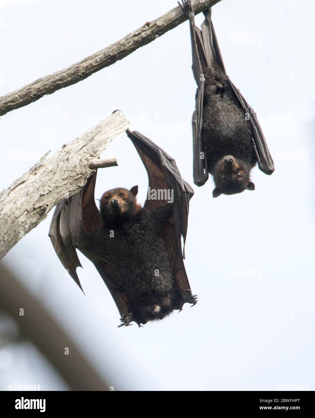 Australian grey-headed flying foxes / fruit bats, Pteropus poliocephalus, hanging from branch of tree and against background of light sky Stock Photo