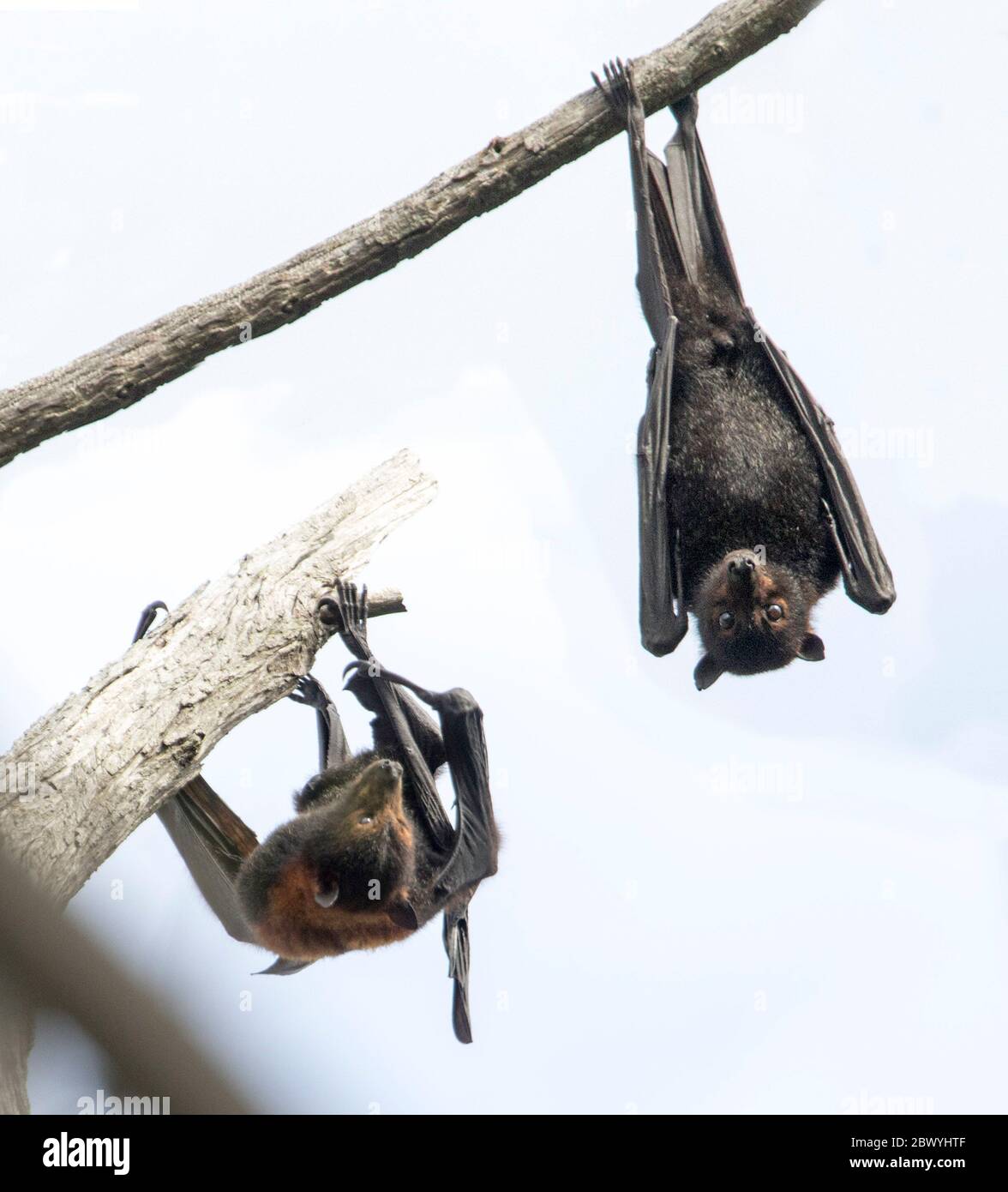 Australian grey-headed flying foxes / fruit bats, Pteropus poliocephalus, hanging from branch of tree and against background of light sky Stock Photo