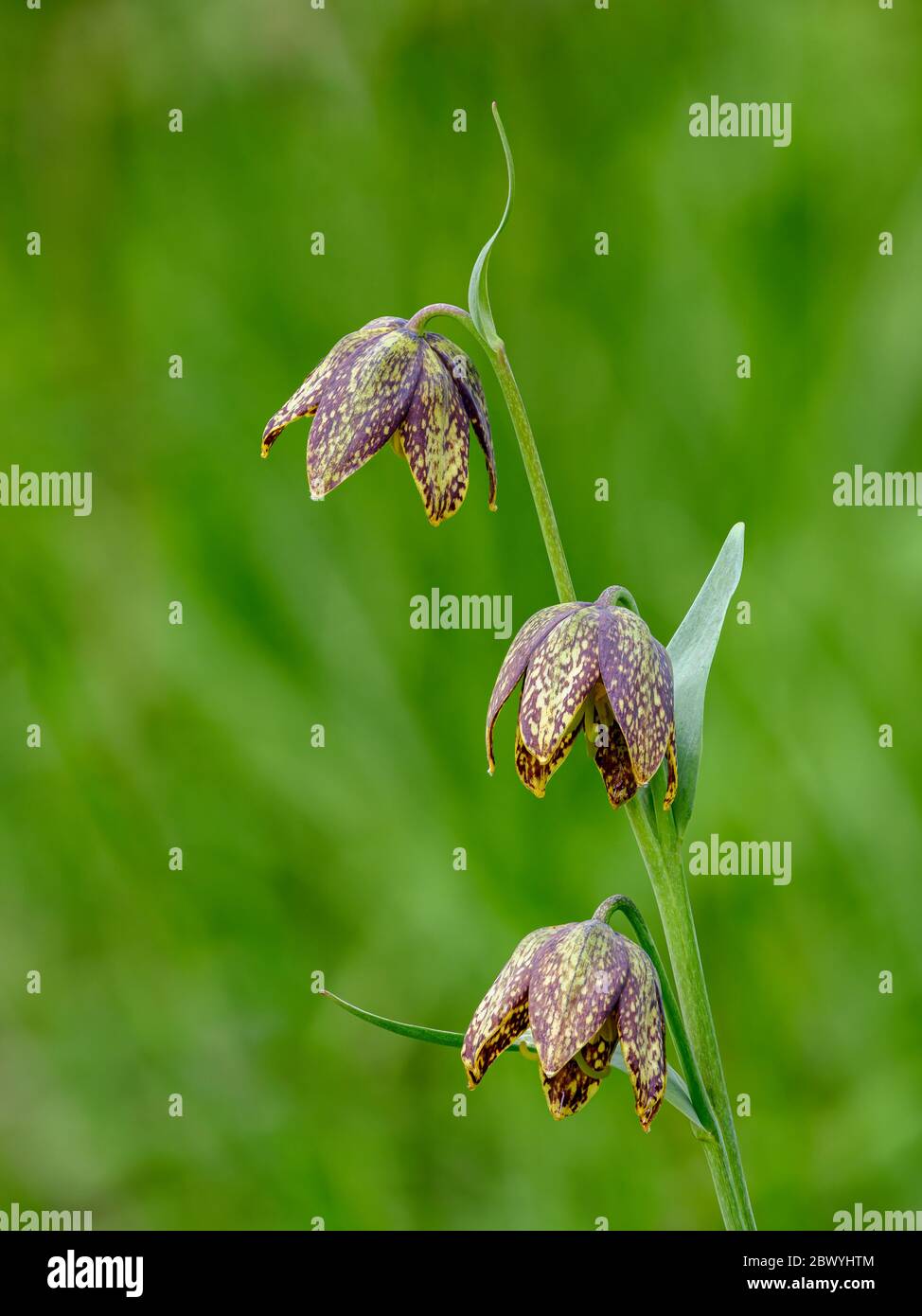 Mission Bells, AKA Checker Lily or Chocolate Lily (Fritillaria affinis); Mount Pisgah Arboretum, Willamette Valley, Oregon. Stock Photo