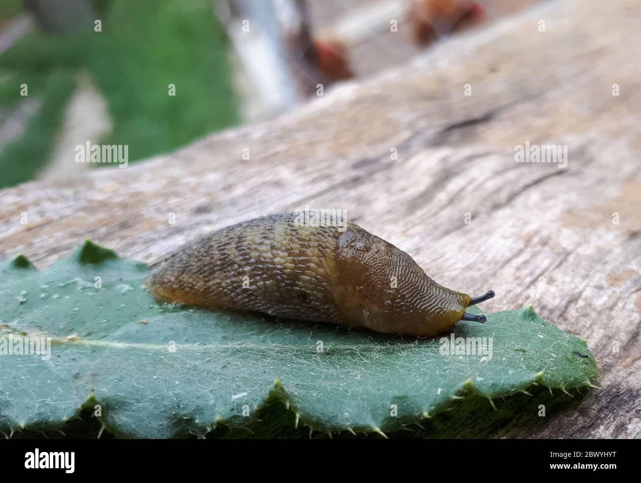 Slug on a piece of grass. clam without a slug shell. Stock Photo