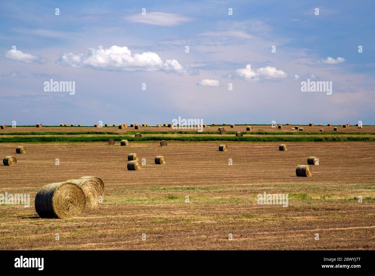 Canadian prairie landscape of a harvested field of agriculture farmland and rolled bales of harvested hay in Alberta, Canada. Stock Photo