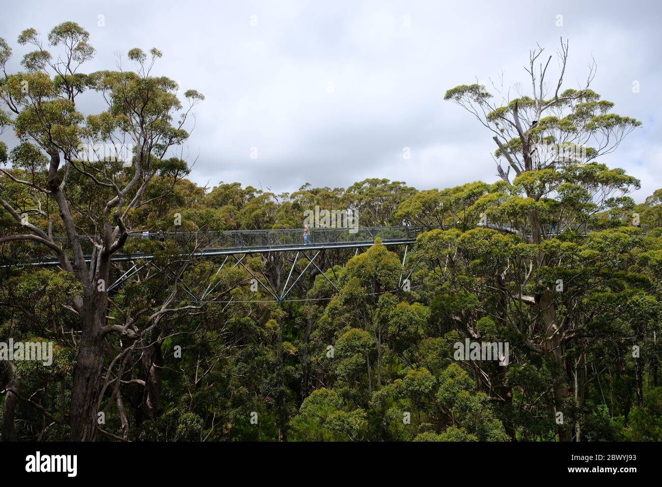 Western Australia Tingledale - Valley of the Giants Tree Top Walk Stock Photo