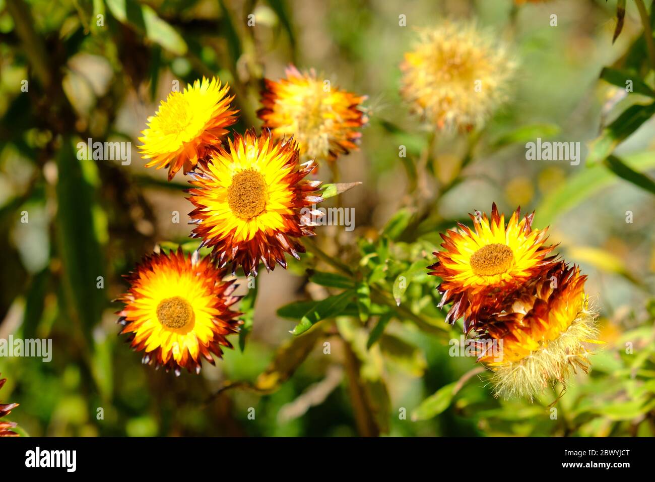Western Australia Perth - Kings Park and Botanic Garden Blanket flowers Stock Photo