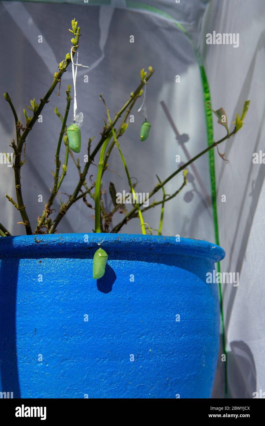 Monarch butterfly chrysalis suspended by tooth floss from milkweed in a