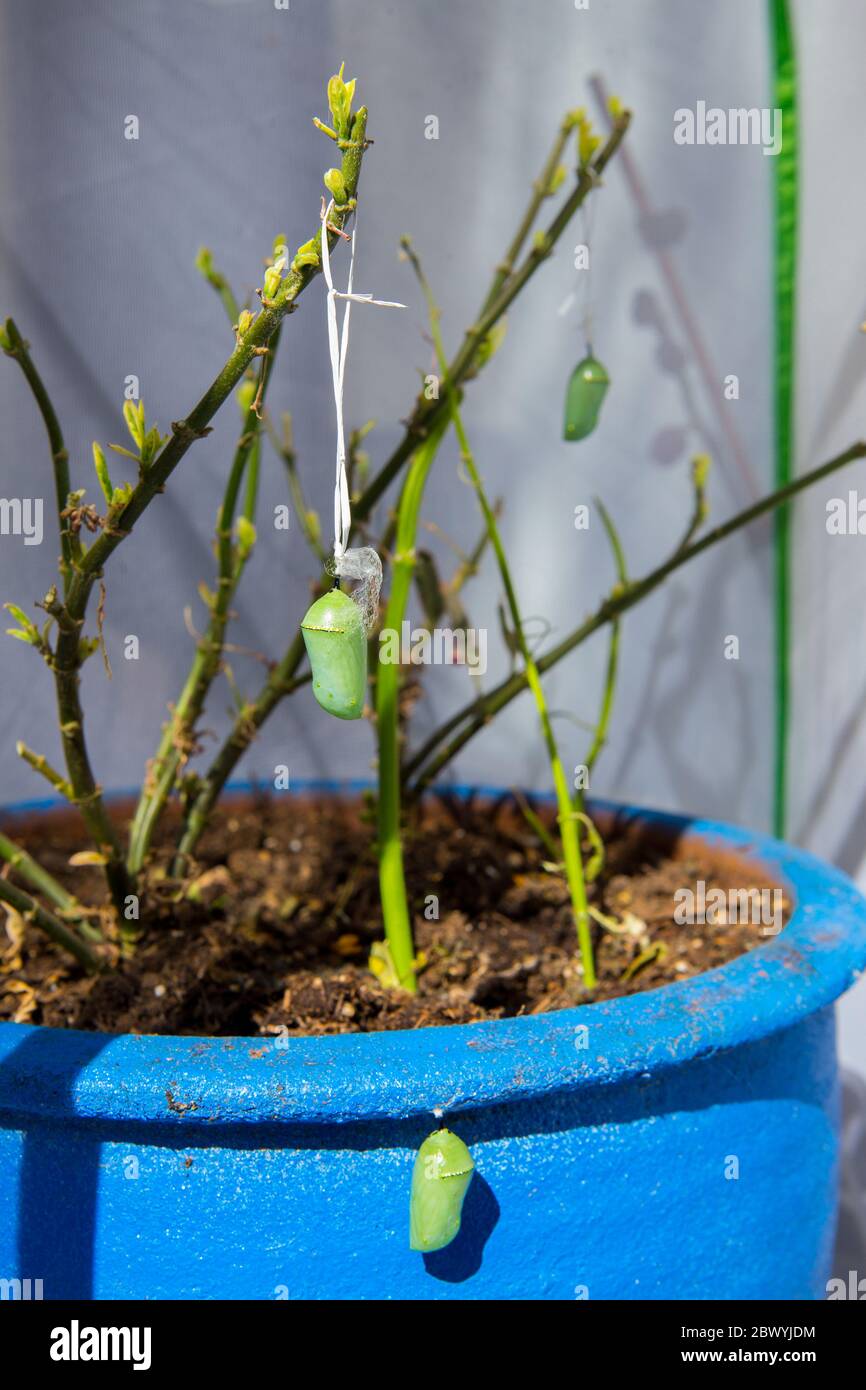 Monarch butterfly chrysalis suspended by tooth floss from milkweed in a