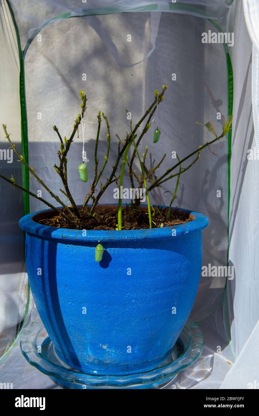 Monarch butterfly chrysalis suspended by tooth floss from milkweed in a