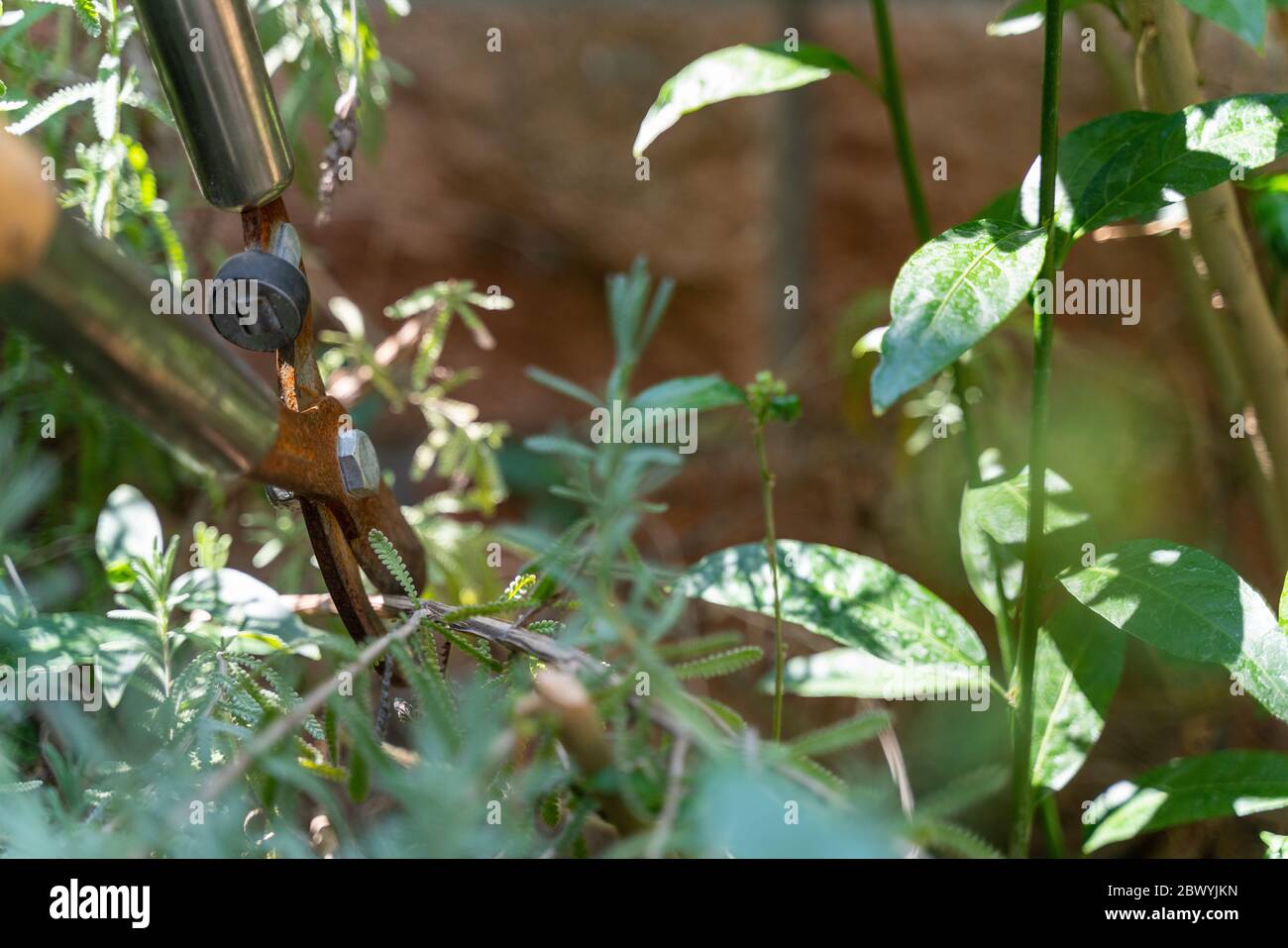 Pruning plants of home garden Stock Photo