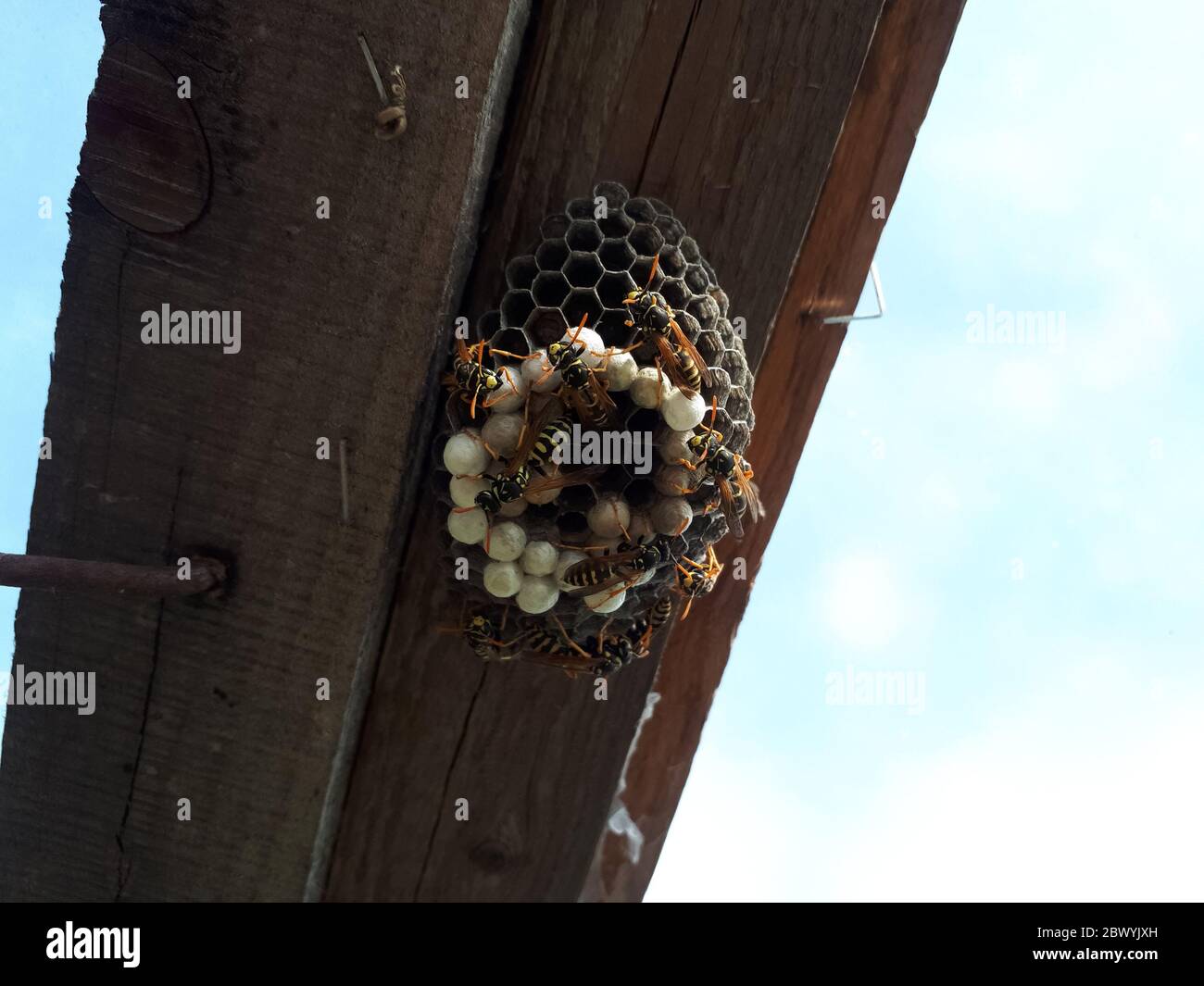 Wasps are polys, nest wasps on a board under the roof Stock Photo Alamy