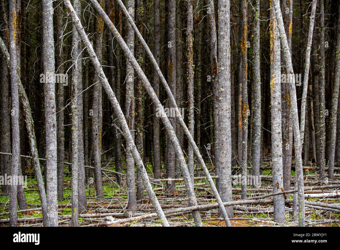 Trees in a forest located in Cypress Hills Provincial Park in Albera, Canada. Also know as Cypress Hills Interprovincial Park as the park is divided b Stock Photo