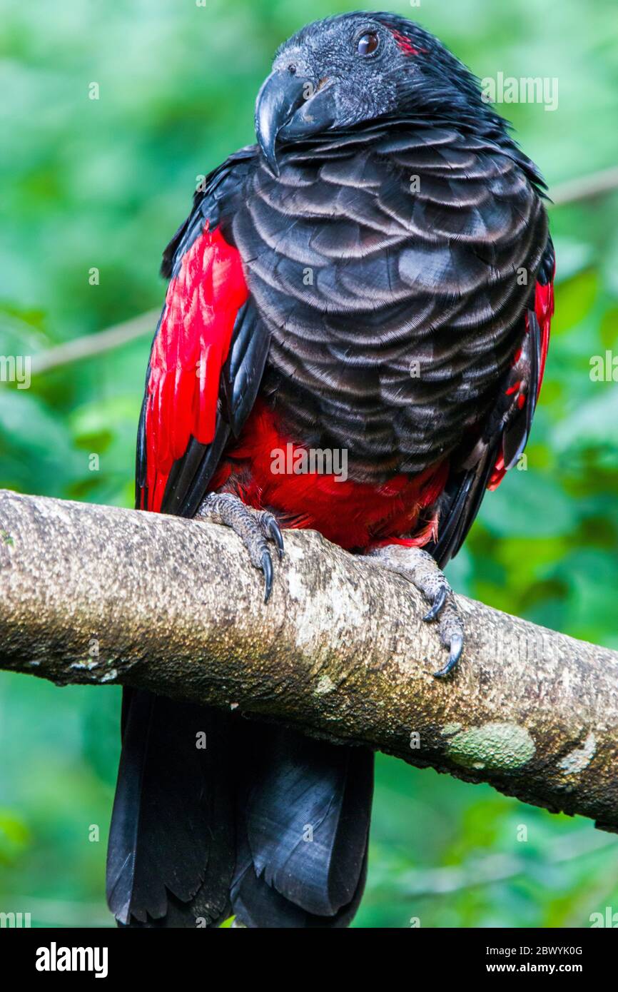 Pesquet's parrot (Psittrichas fulgidus)  The only member of its genus, and its genus is the only member of the subfamily Psittrichadinae. Stock Photo