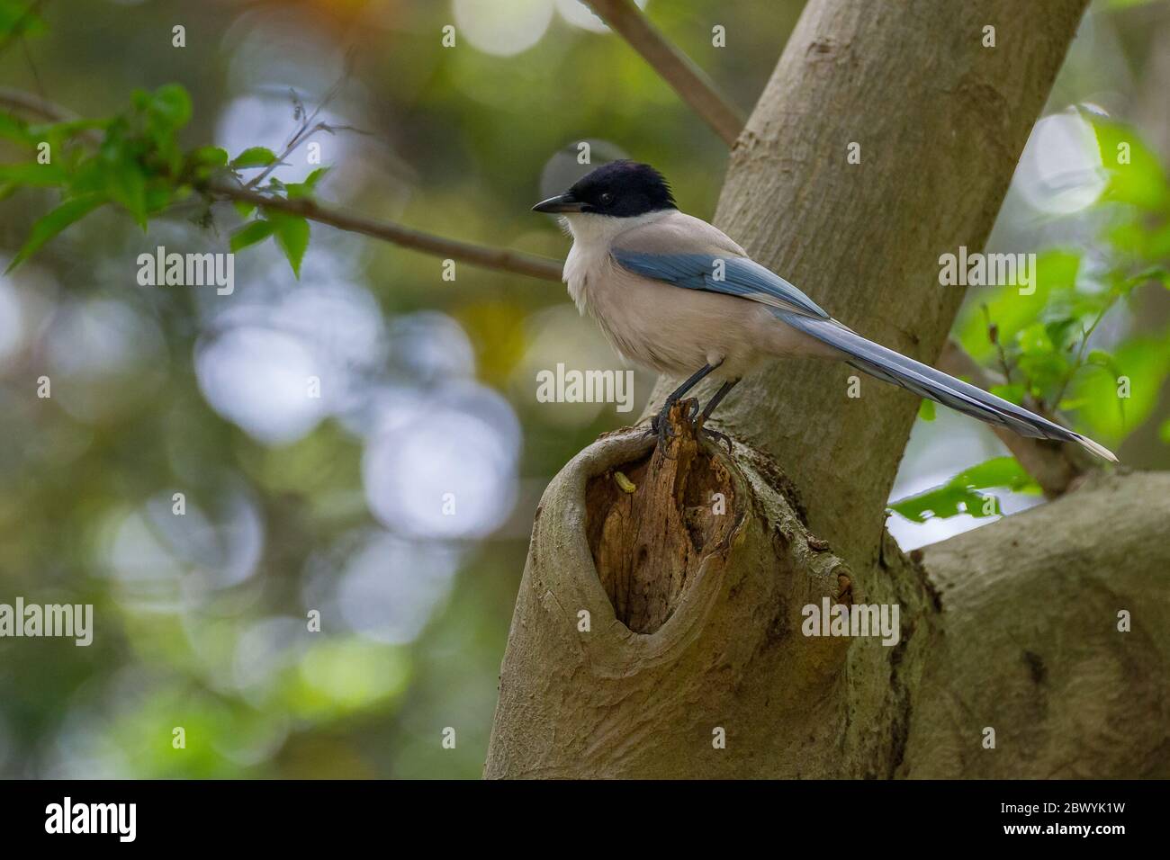 An azure-winged magpie (Cyanopica cyanus) in trees in Izumi no Mori park, Yamato, Kanagawa, Japan. Wednesday May 13th 2020 Stock Photo