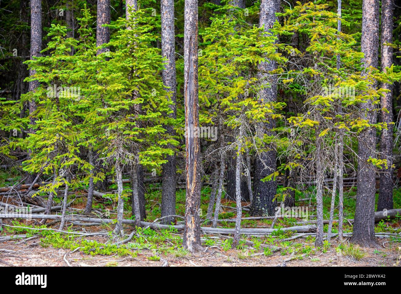 Trees in a forest located in Cypress Hills Provincial Park in Albera, Canada. Also know as Cypress Hills Interprovincial Park as the park is divided b Stock Photo