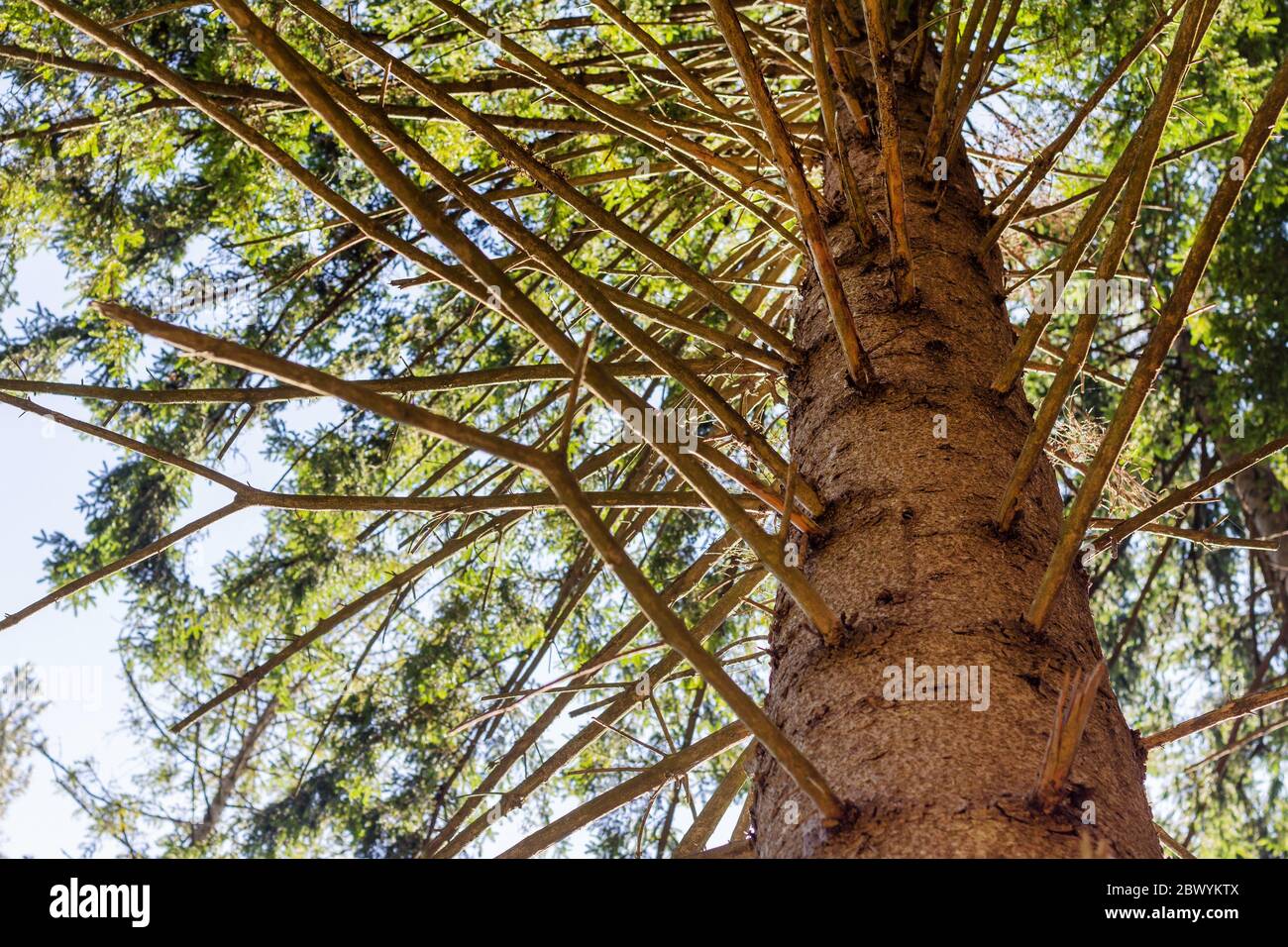 Close-up photo of a pine tree trunk shot in sunny day forest Stock ...