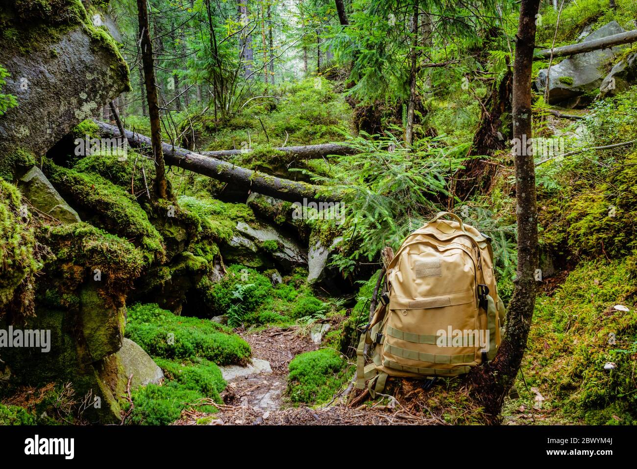 Forest hill and valley landscape photo with rocks, moss, roots and tactical  backpack standing with fallen trees Stock Photo - Alamy