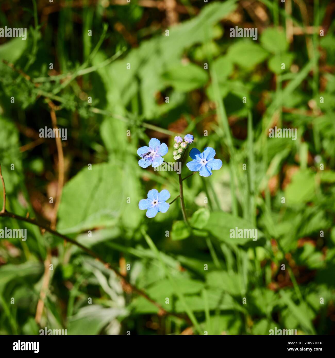 Blue small wild flowers in the woods Stock Photo - Alamy