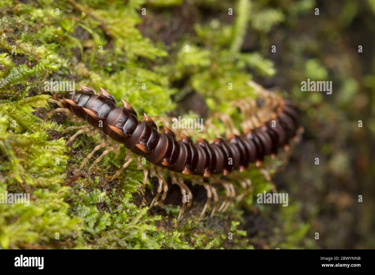 Close-up of House Centipede in Borneo Stock Photo - Alamy