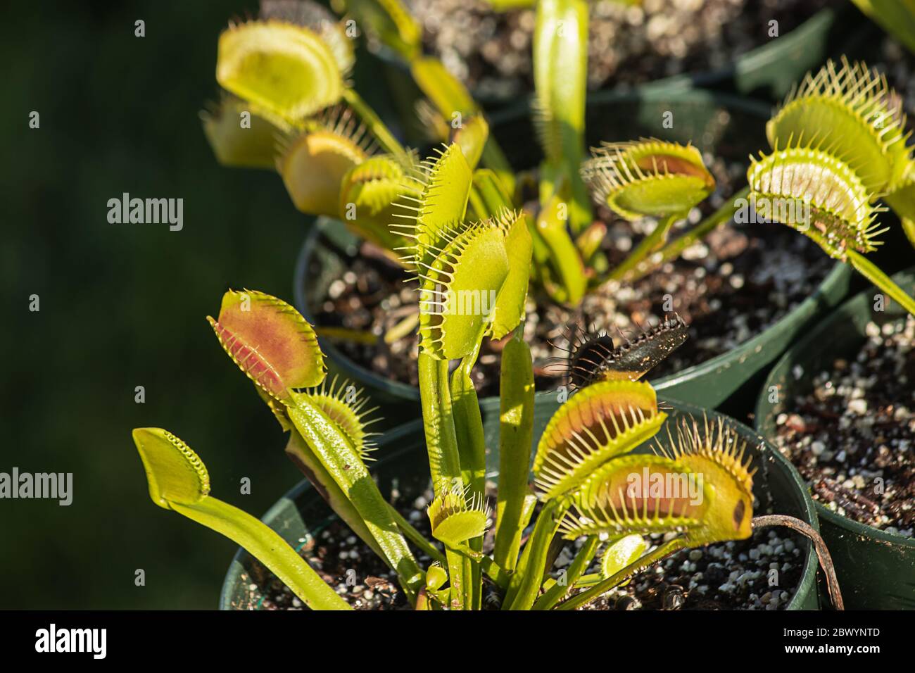 A couple venus fly trap potted plants in afternoon sun Stock Photo