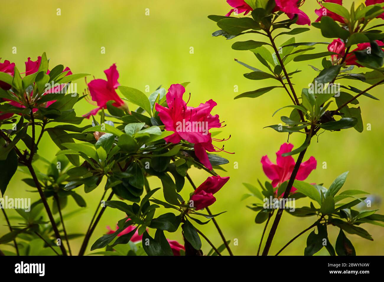 hot pink azalia growing in spring garden in washington Stock Photo - Alamy