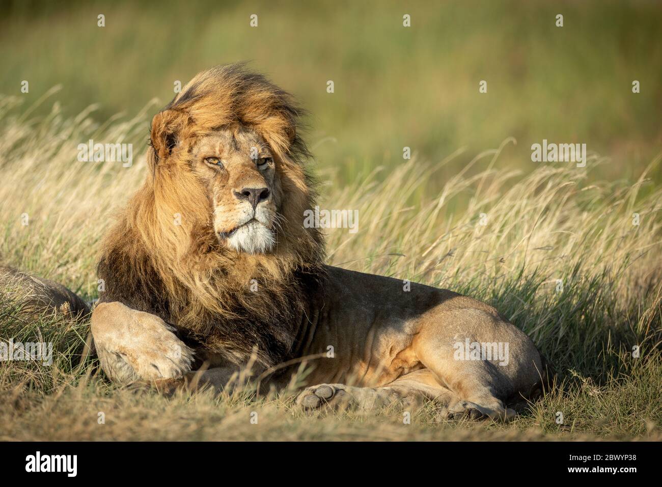 Image of a large adult male Lion lying down with the wind blowing through his mane in the Serengeti National Park Tanzania Stock Photo
