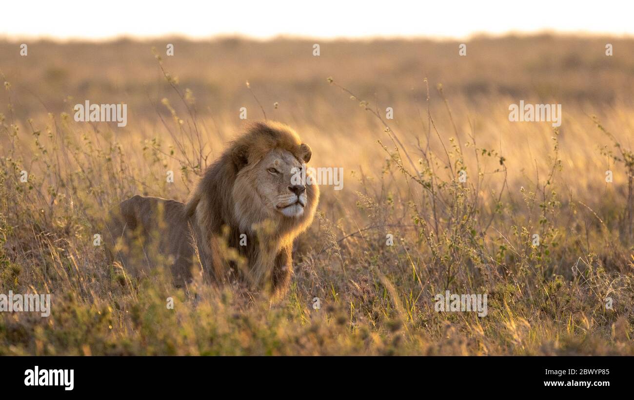 One large adult male Lion standing alert in the soft morning light in the Serengeti Tanzania Stock Photo