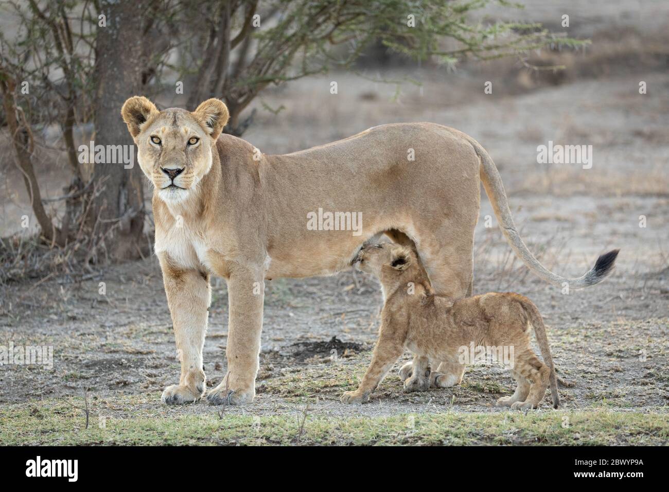 Single adult Lioness standing alert as her cub continues to suckle Ndutu Tanzania Stock Photo