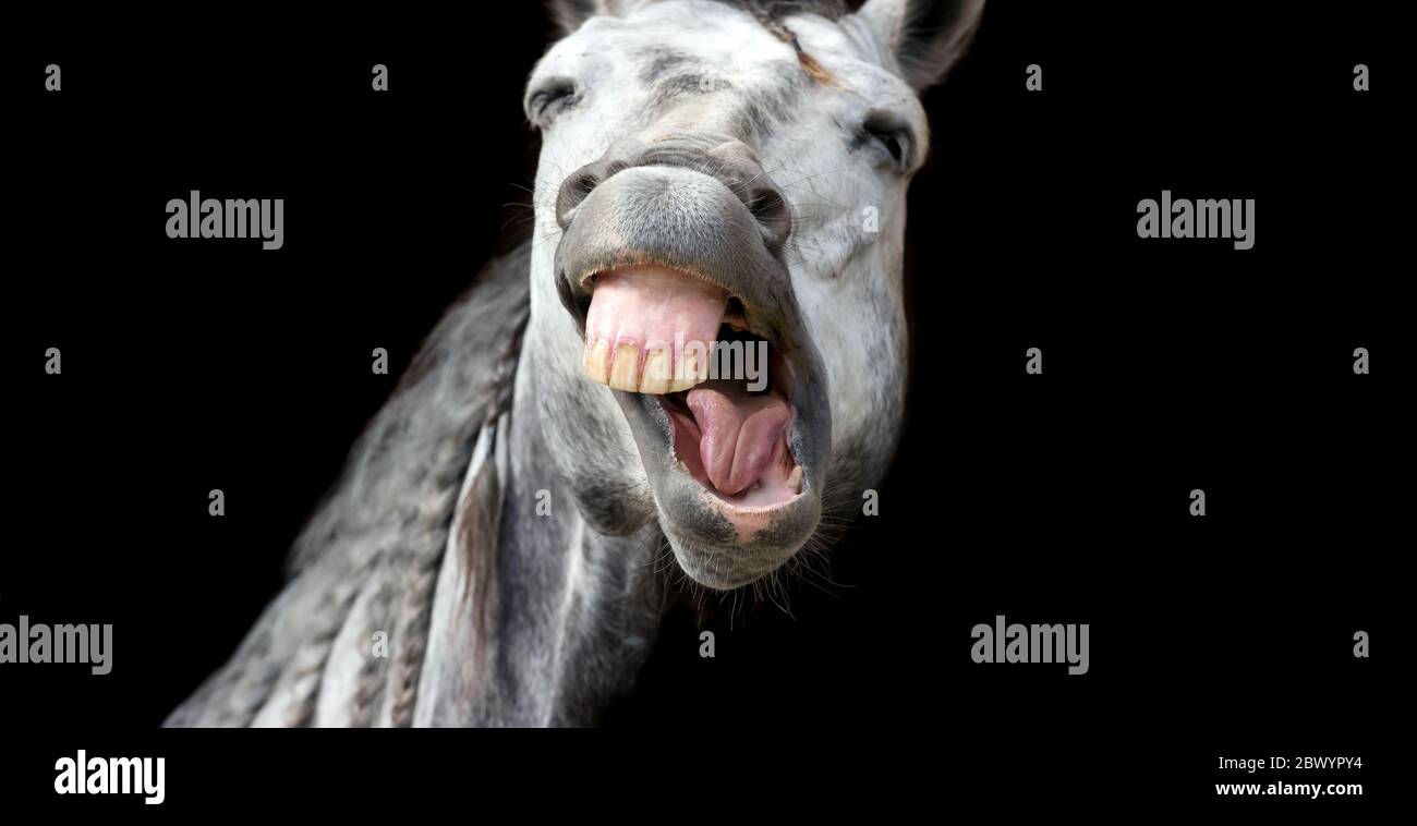 A Funny Crazy Animal Horse looks Like he is Laughing Its Face Off Stock Photo