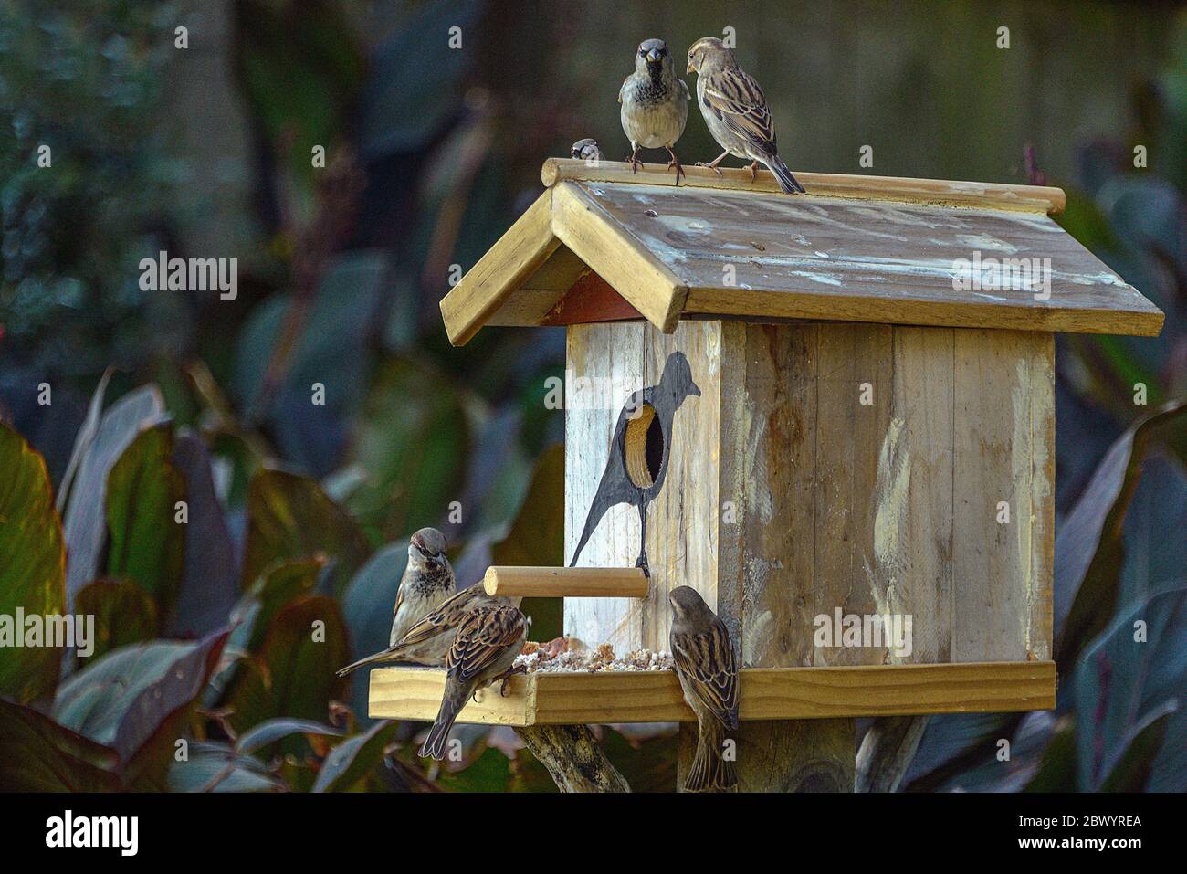 Hand made two level birdhouse with multiple Sparrows, Waxeyes feeding on grain. Stock Photo