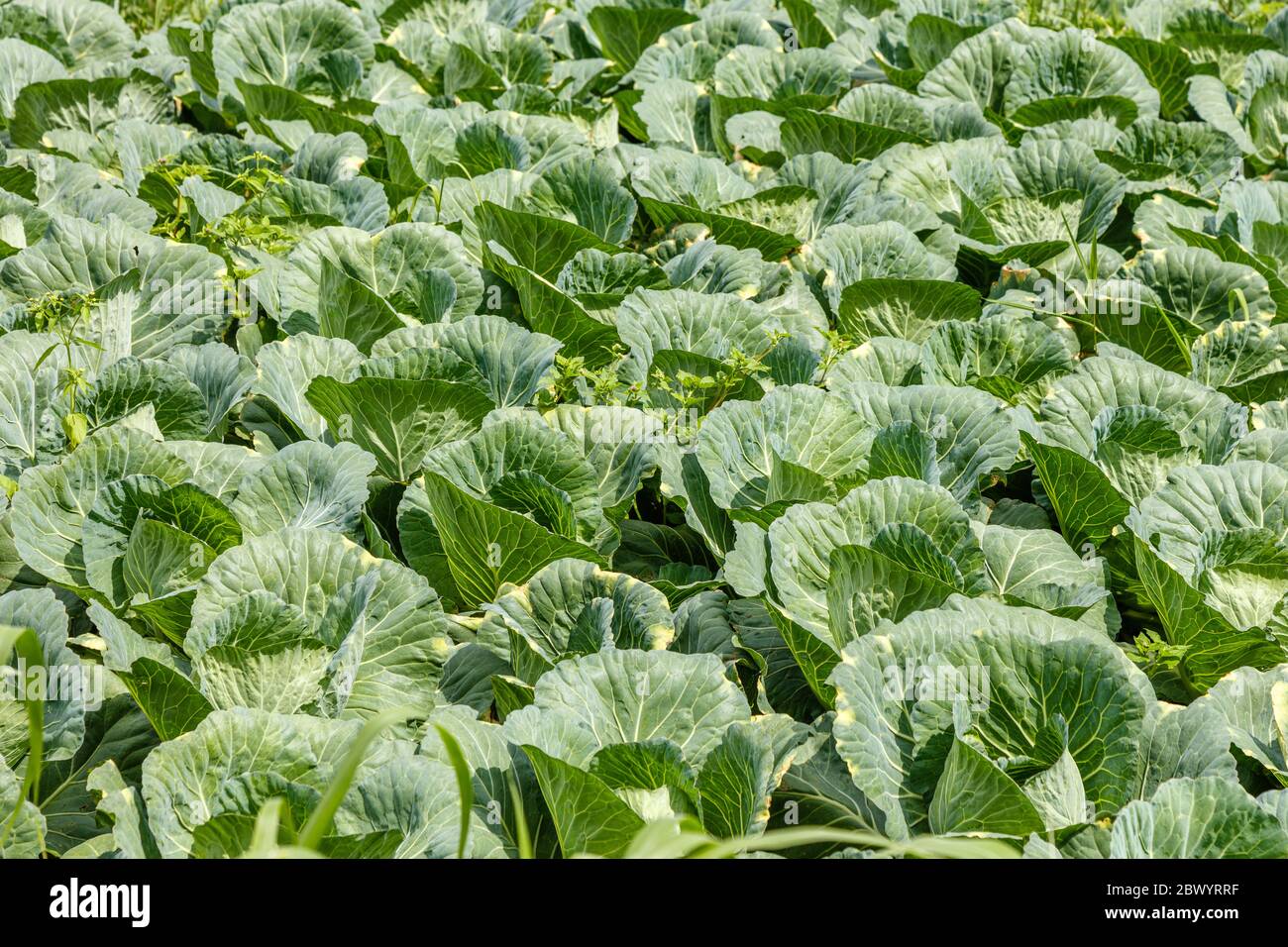 Field of growing cabbage ready to harvest. Bedugul, Gianyar, Bali