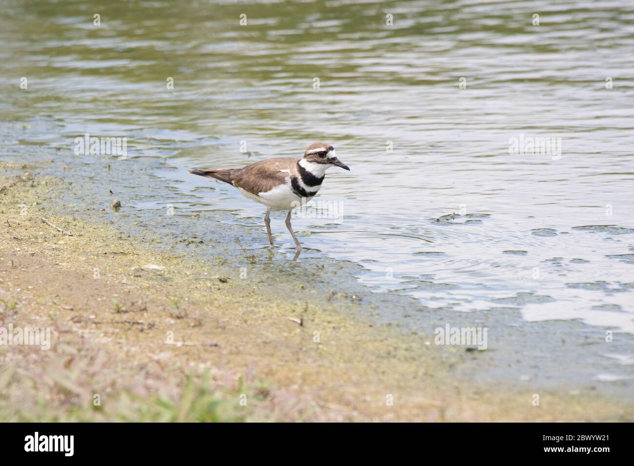 A killdeer bird (Charadrius vociferus) looking for food along the shore
