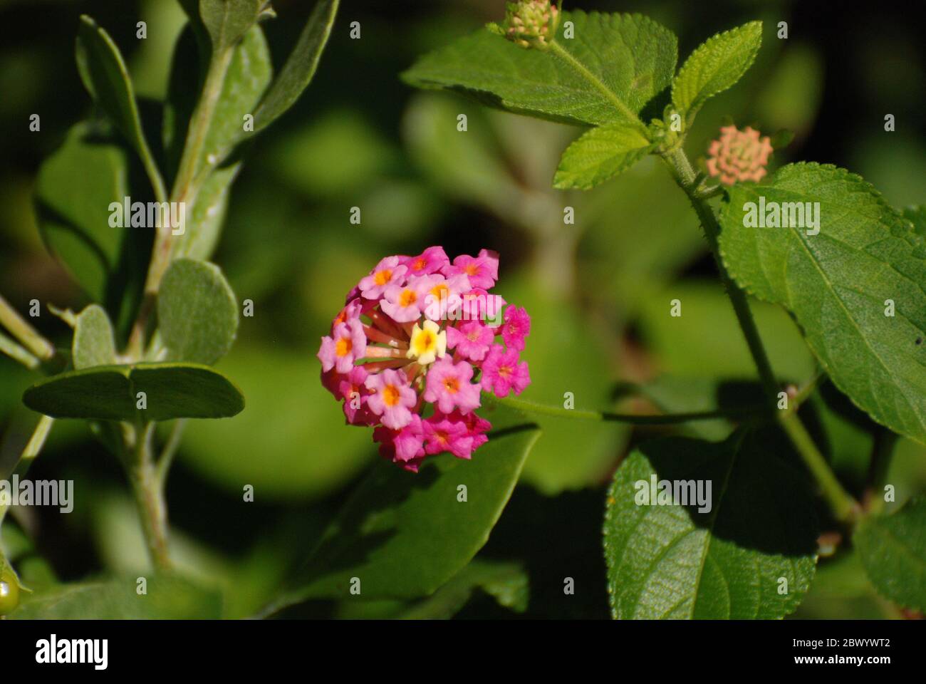 A lantana plant in Australian - an introduced invasive weed species Stock Photo