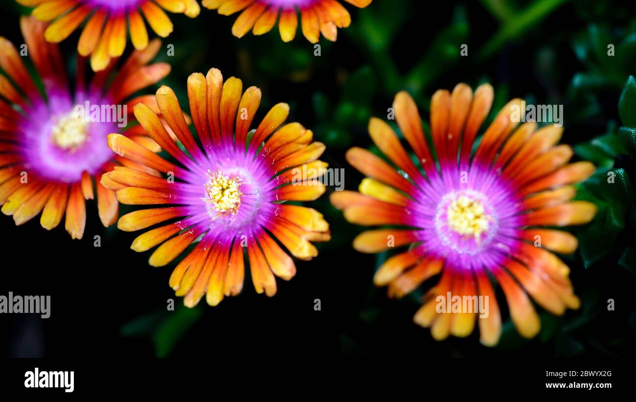 mesembryanthemum-crystallinum-or-crystalline-ice-plant-flowers-stock