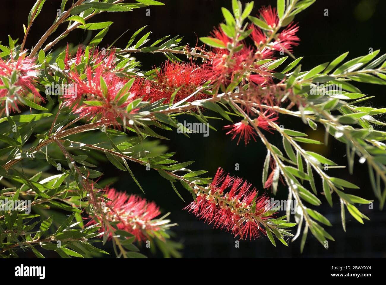 Red Flowers And Leaves Of An Australian Bottlebrush (Callistemon) Tree ...