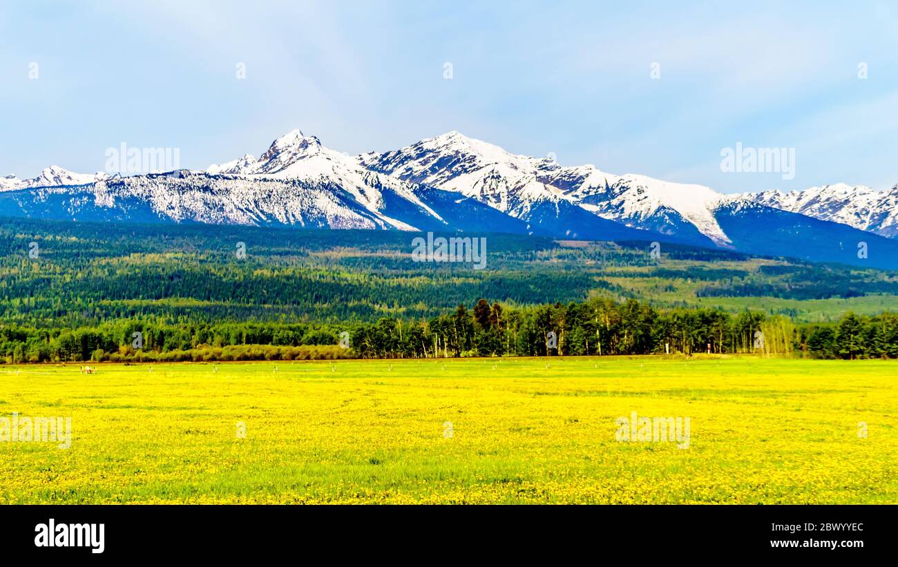 Dandelions in a meadow in the Cariboo Mountains near Valemount, British Columbia at Blackman Rd between Tête Jaune Cache and Valemount, BC, Canada Stock Photo