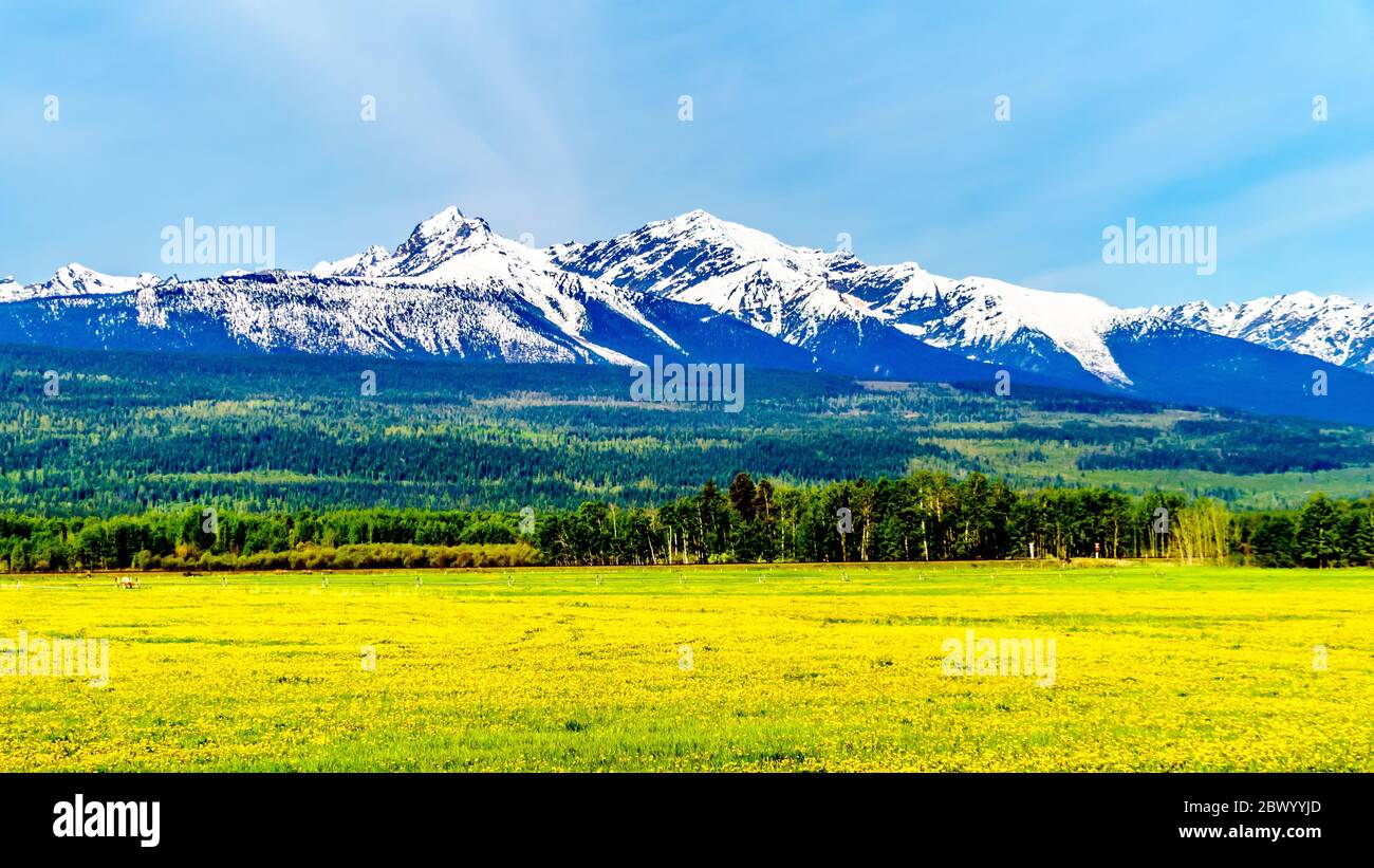Dandelions in a meadow in the Cariboo Mountains near Valemount, British Columbia at Blackman Rd between Tête Jaune Cache and Valemount, BC, Canada Stock Photo