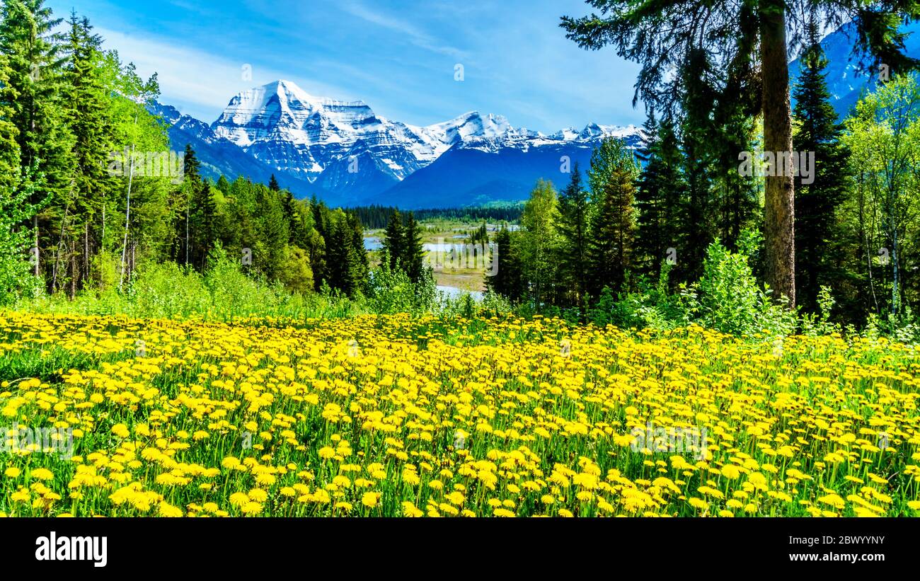 Dandelion Filled Meadow With Mount Robson In the background in Mount Robson Provincial Park in British Columbia, Canada Stock Photo