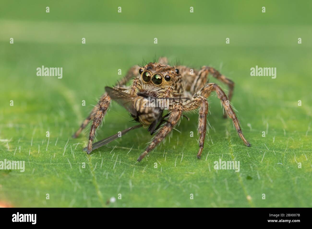 Nice Spider Beautiful Jumping Spider , Close-up Jumping Spider , Jumping Spider ...