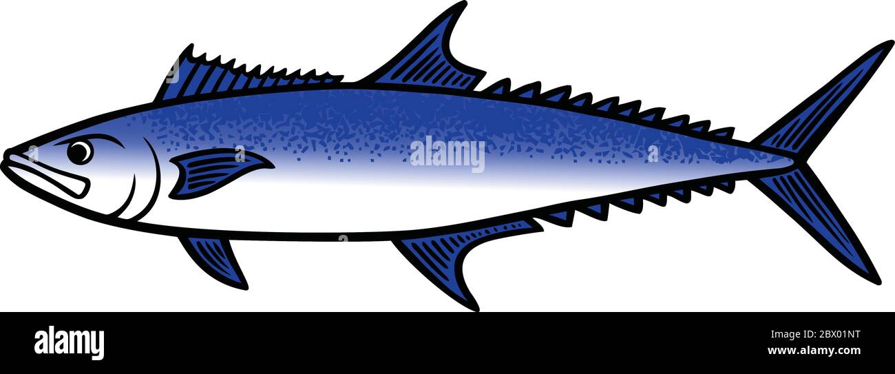 King Mackerel Fish An Illustration of a King Mackerel Fish Stock